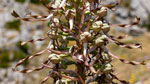 Himantoglossum hircinum (satirión barbado)
