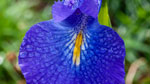 Lirio azul (Iris latifolia)