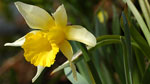 Capilote (Narcissus pseudonarcissus)