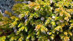 Enebro rastrero (Juniperus communis)