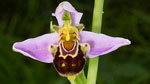 Flor de la abeja (Ophrys apifera)