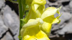 Boca de dragón (Antirrhinum braun-blanquetii)