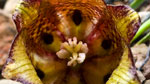 Tablero de damas (Fritillaria pyrenaica)