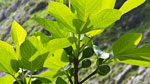 Higuera (Ficus carica)
