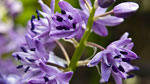 Jacinto estrellado (Scilla lilio-hyacinthus)