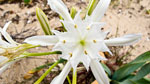 Narciso de mar (Pancratium maritimum)